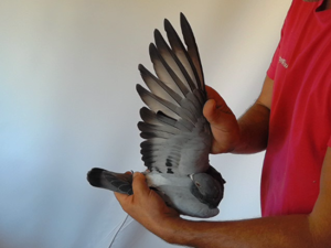 Pigeon image