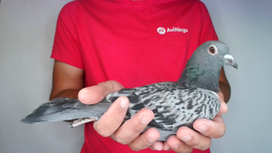 Pigeon image