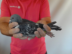Pigeon image