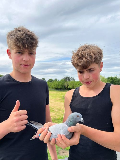 Pigeon image