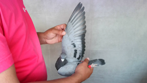 Pigeon image