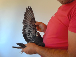 Pigeon image