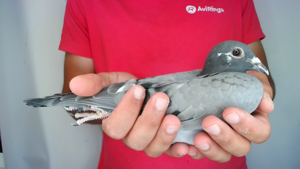 Pigeon image