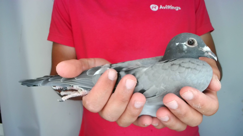 Pigeon image
