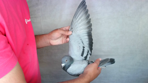 Pigeon image