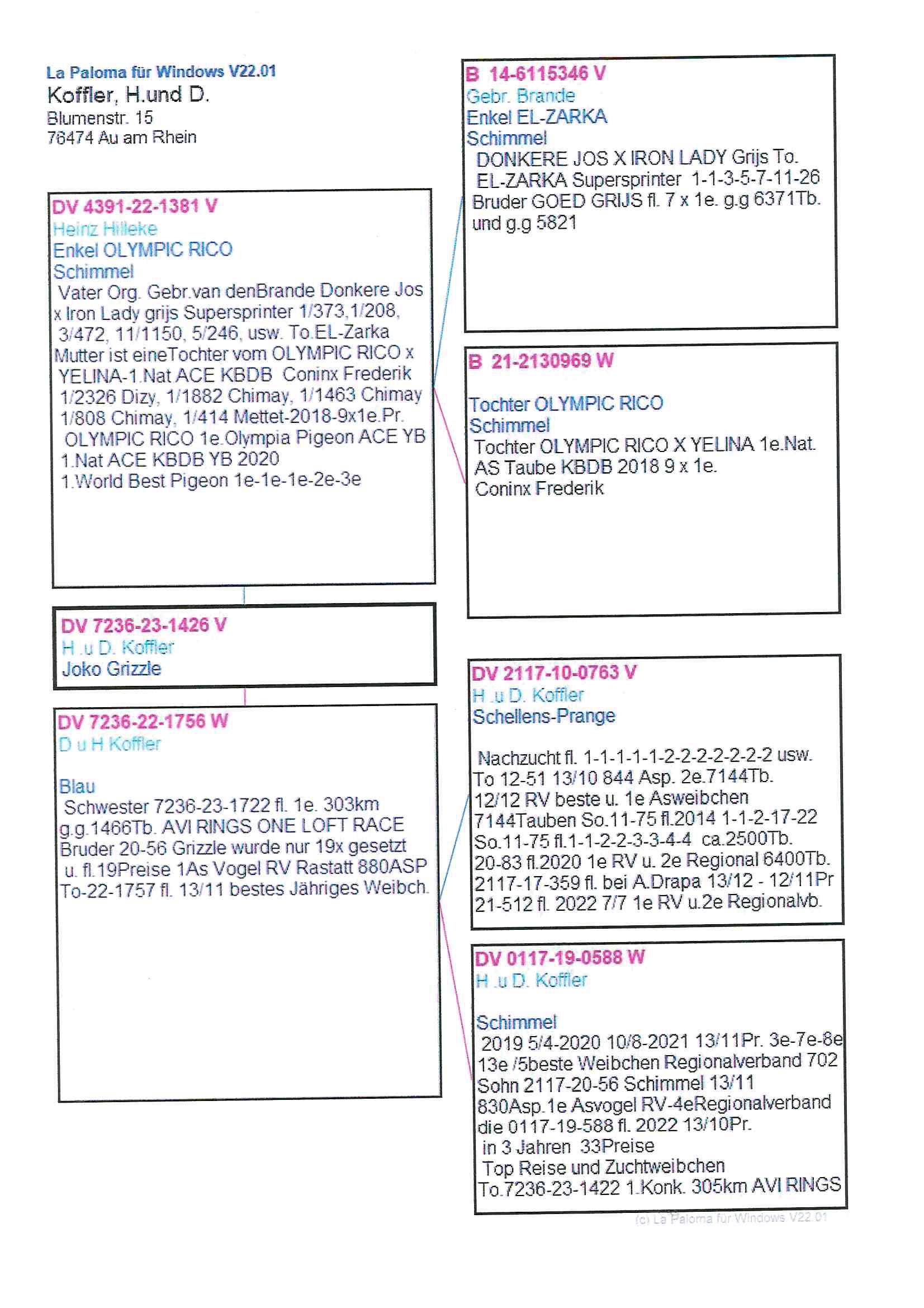 Pigeon pedigree image