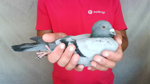 Pigeon image