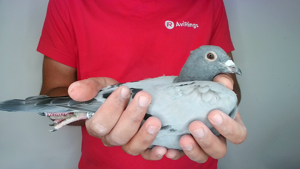 Pigeon image