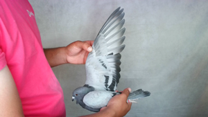 Pigeon image