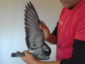 Pigeon image