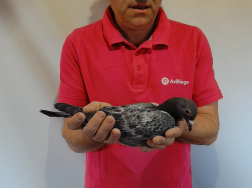 Pigeon image