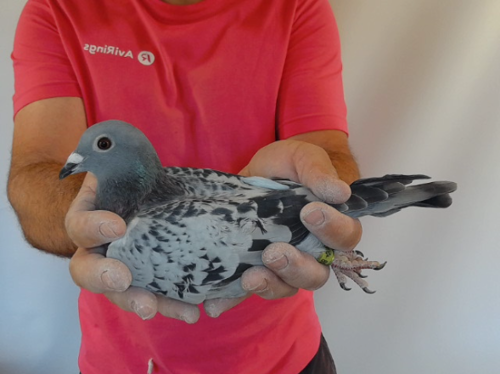 Pigeon image