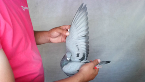 Pigeon image