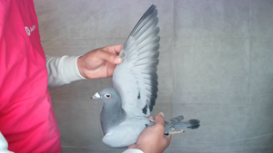 Pigeon image