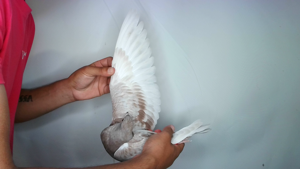 Pigeon image