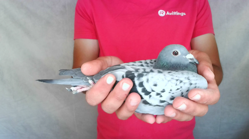 Pigeon image