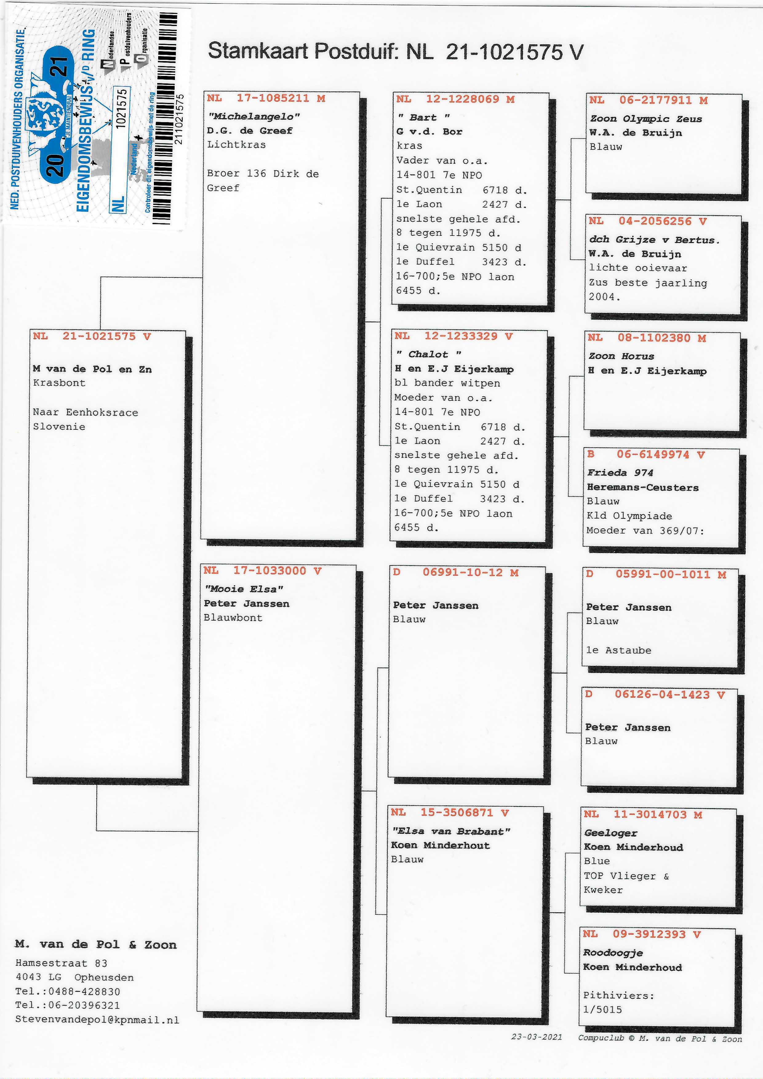 Pigeon pedigree image