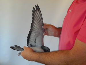 Pigeon image
