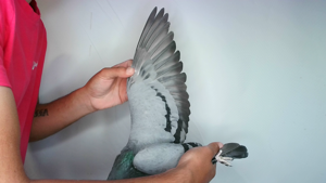 Pigeon image