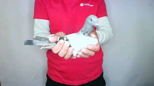 Pigeon image