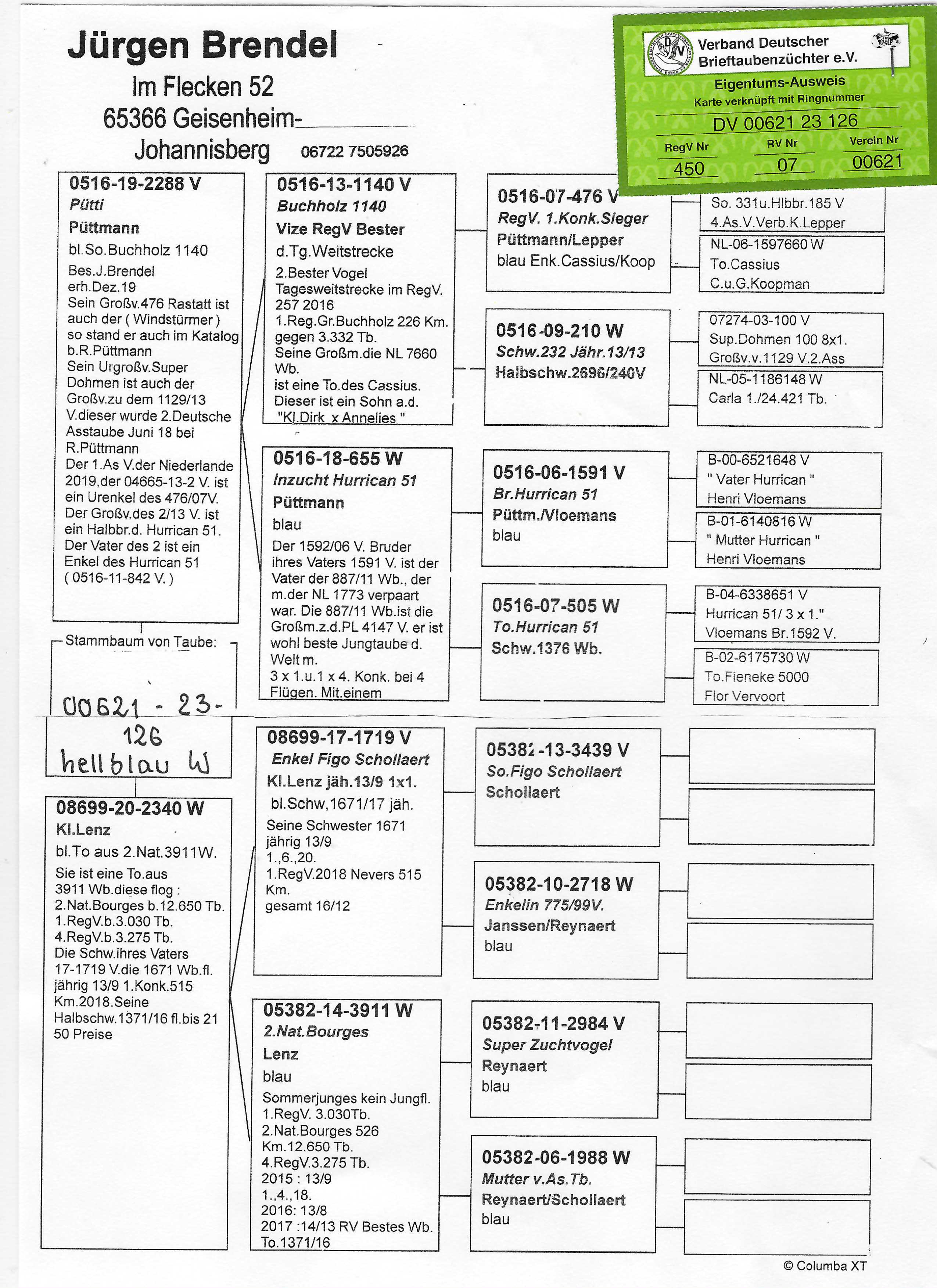 Pigeon pedigree image