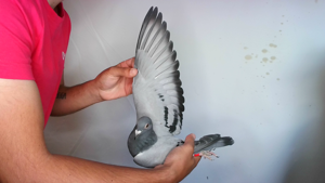 Pigeon image