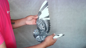 Pigeon image