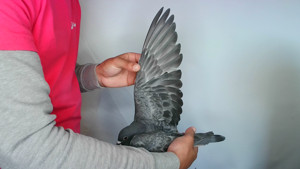 Pigeon image
