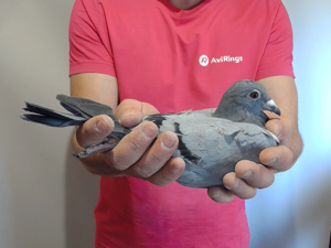 Pigeon image