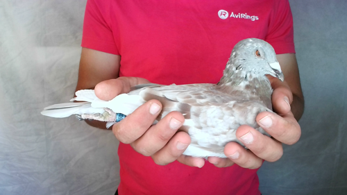 Pigeon image