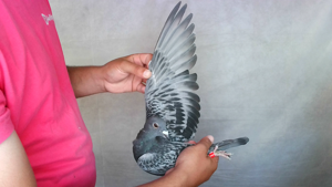 Pigeon image