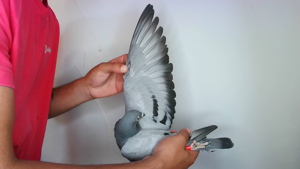 Pigeon image