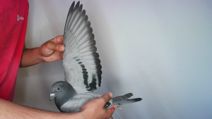 Pigeon image