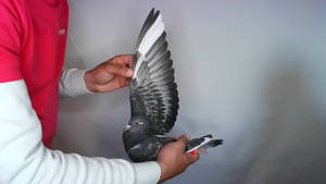 Pigeon image