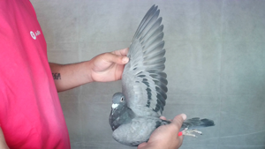 Pigeon image
