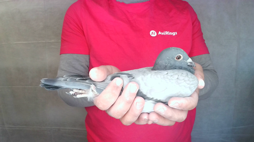 Pigeon image