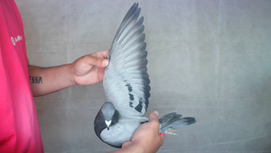 Pigeon image