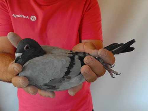 Pigeon image