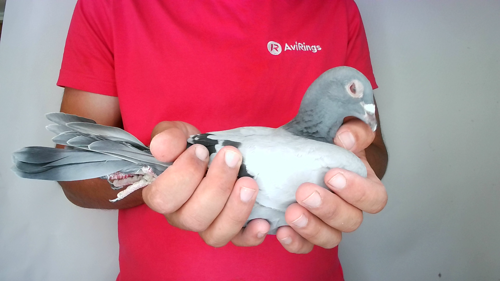 Pigeon image