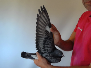 Pigeon image