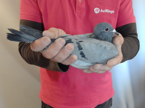 Pigeon image