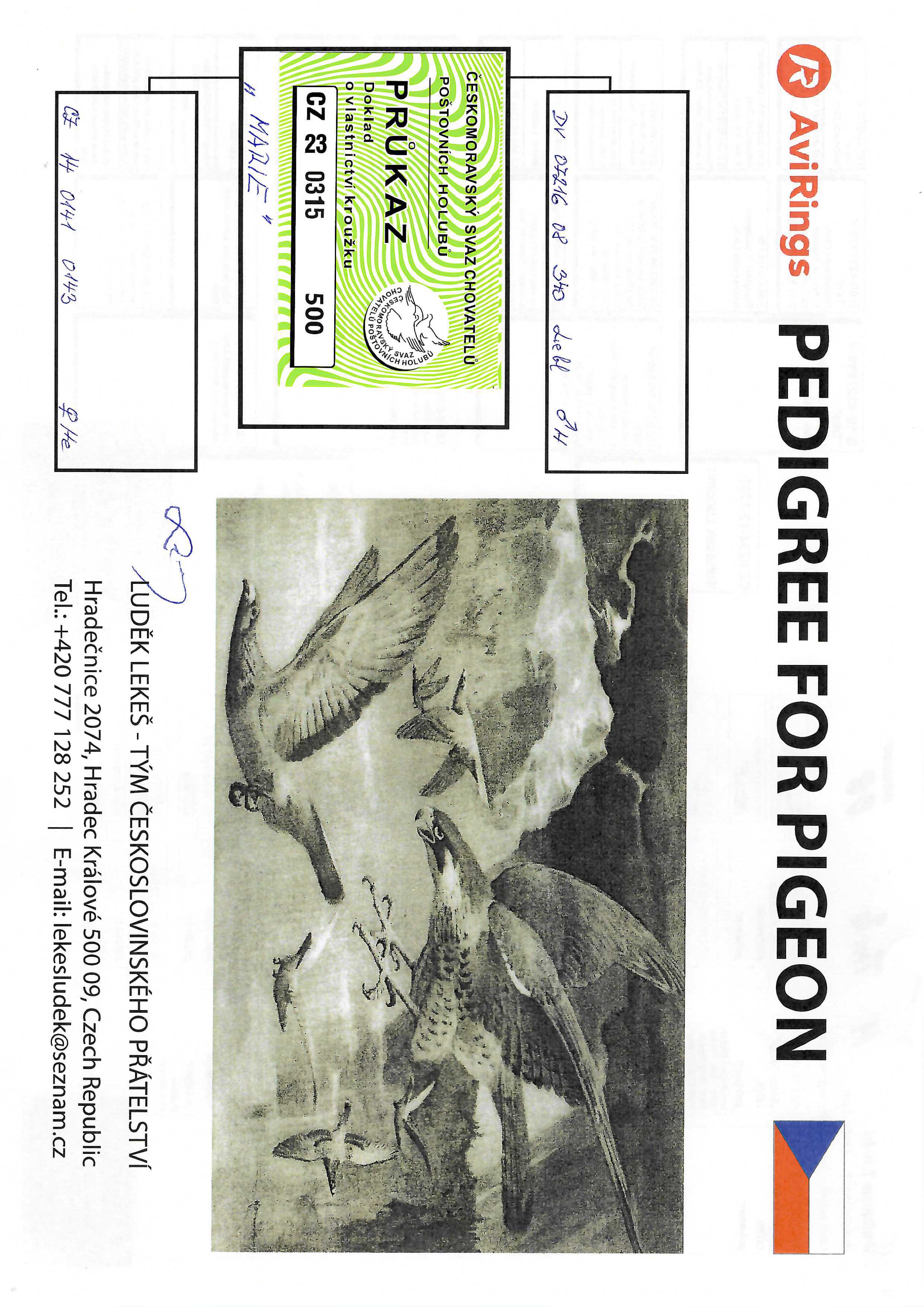 Pigeon pedigree image