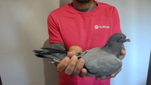 Pigeon image