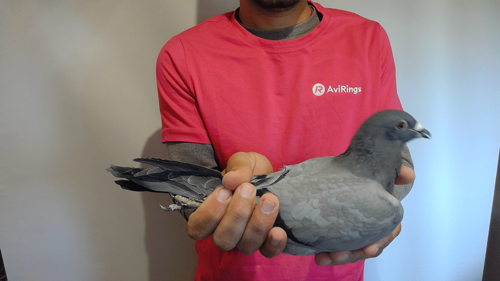 Pigeon image