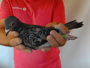 Pigeon image