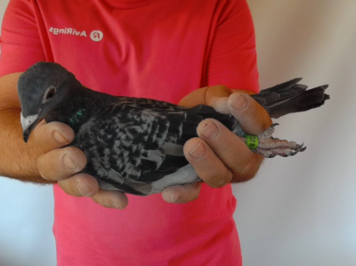 Pigeon image