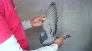Pigeon image