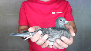 Pigeon image