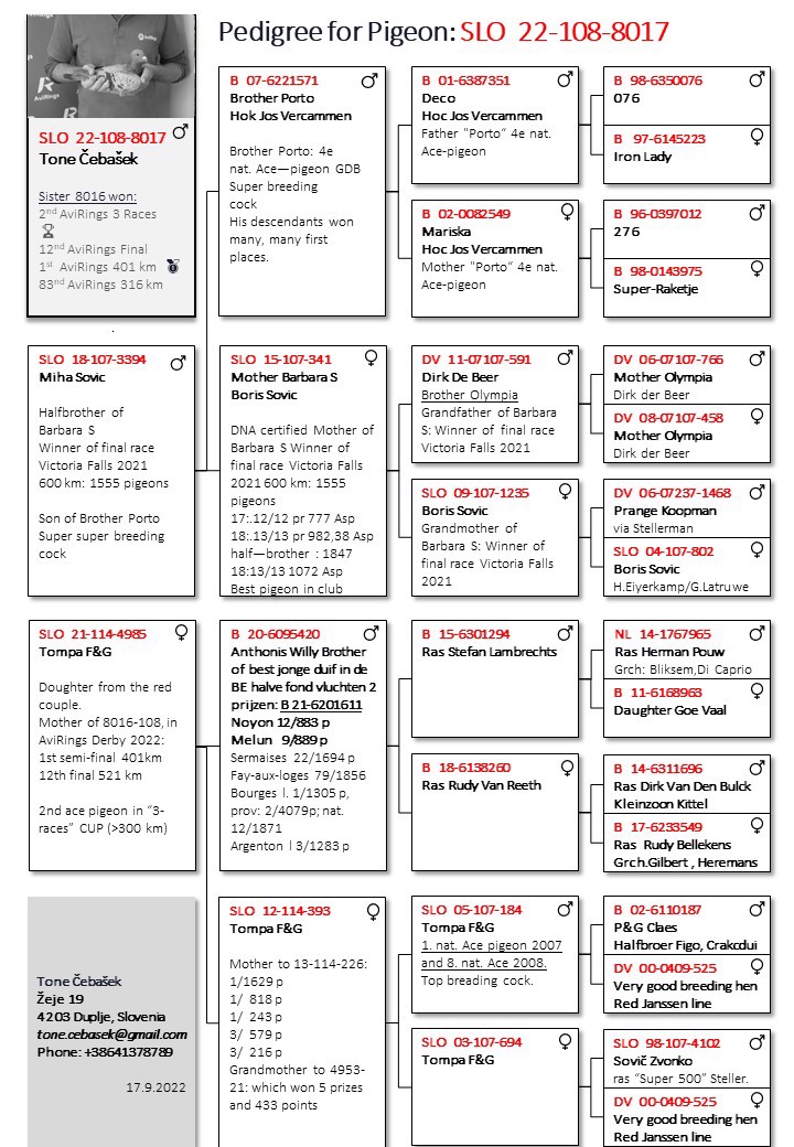 Pigeon pedigree image