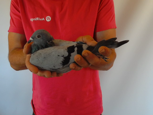 Pigeon image